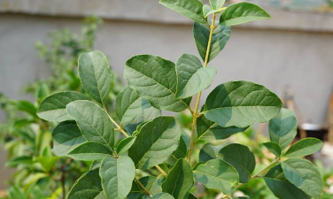 流苏树的叶子是什么样