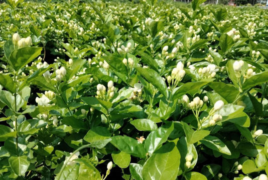 茉莉花生活在什么地方