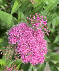 绣线菊是什么颜色