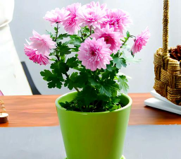 大菊花适合什么样的花盆