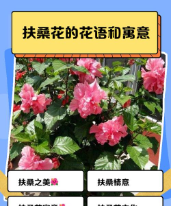 扶桑花的花语是什么意思