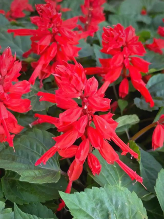 一串红什么时候打头