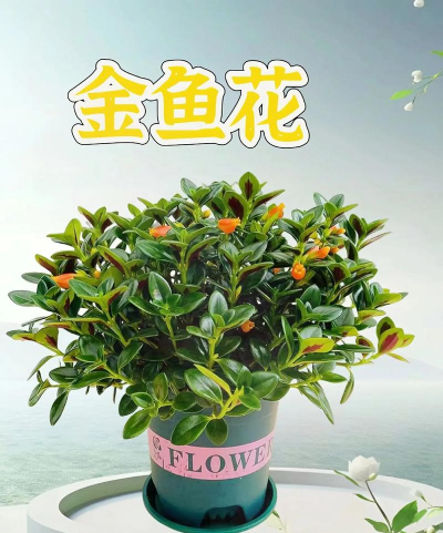 卖花卉金鱼叫什么名字好