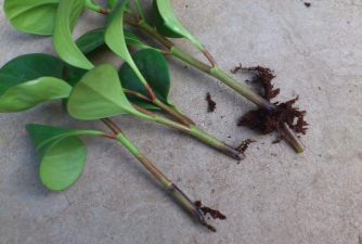 家庭养花用生根粉