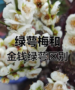 金钱绿萼梅