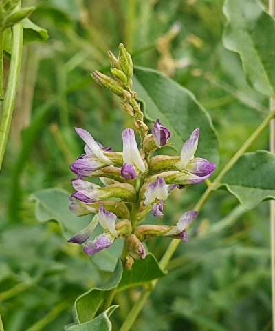 甘草什么时候开花结果