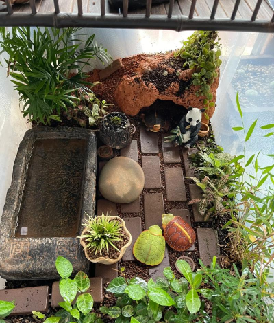 家庭养花用生根粉