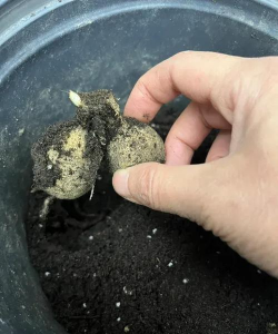 家庭养花用生根粉