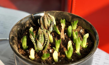 家庭养花用生根粉