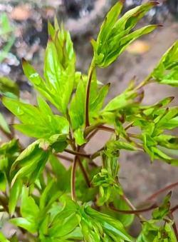 芍药没开花是什么样子的