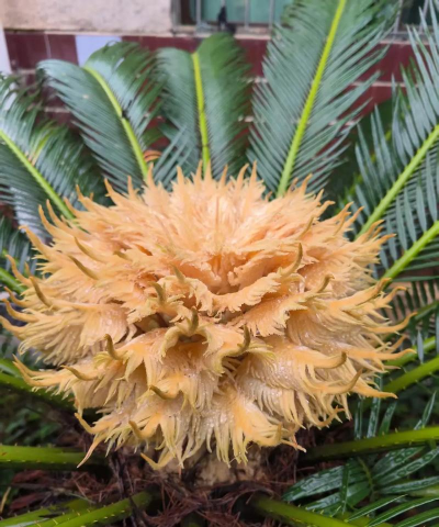 铁树开花花是什么意思