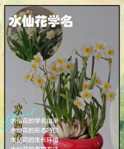 水鲜花为什么叫水仙花