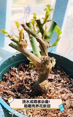 家庭养花用生根粉