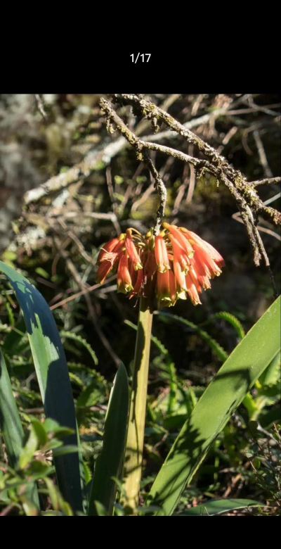 有茎君子兰属于什么品种