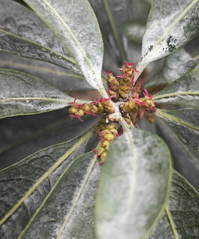 东魁杨梅什么时候有花苞