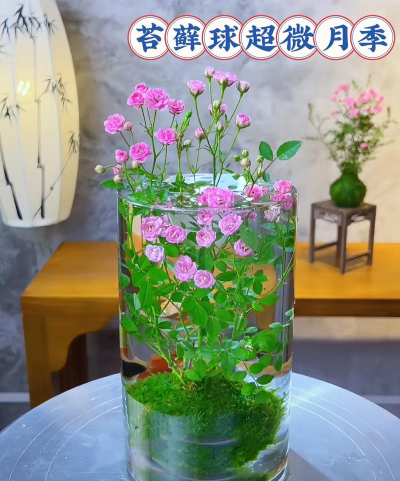 家庭养花用生根粉