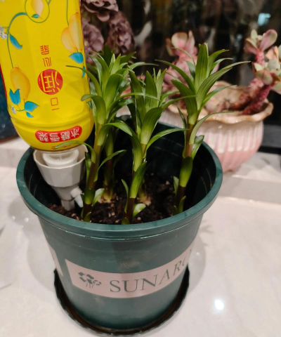 家庭养花用生根粉