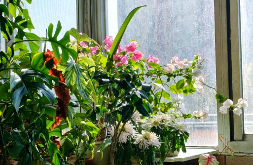 家庭养花用生根粉