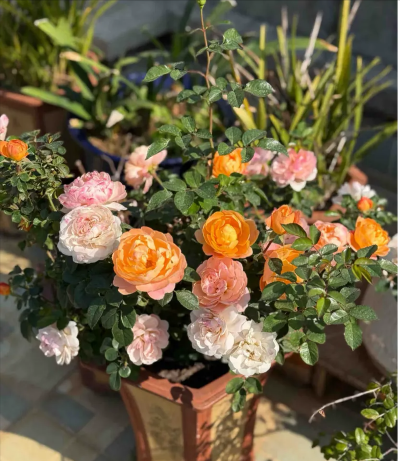 家庭养花用生根粉