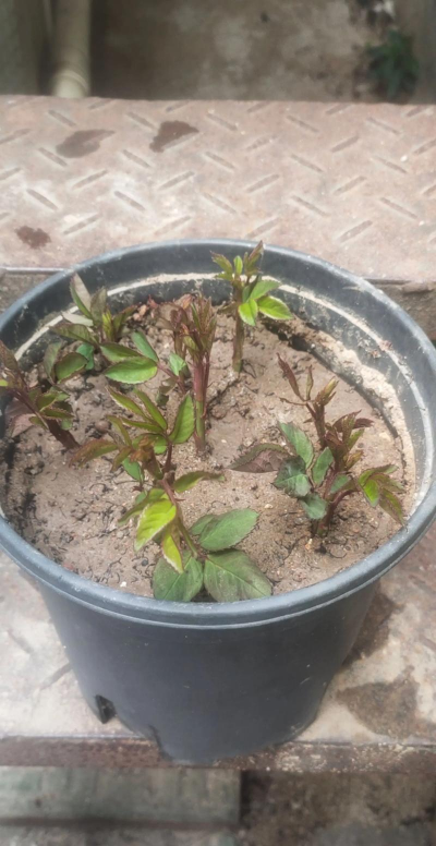 家庭养花用生根粉