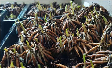 家庭养花用生根粉