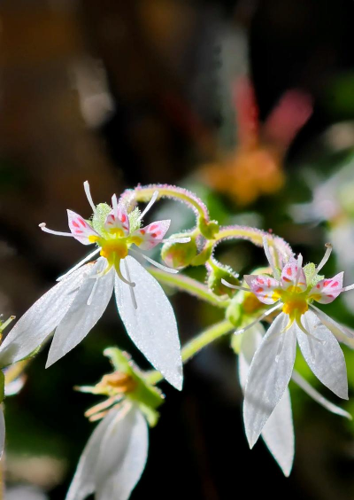虎耳草是什么花精灵王