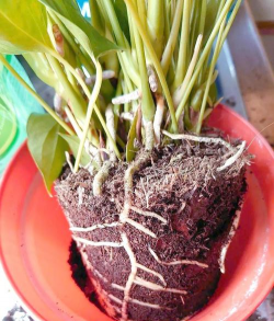 家庭养花用生根粉