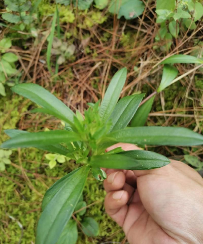 龙胆草适合什么地方种