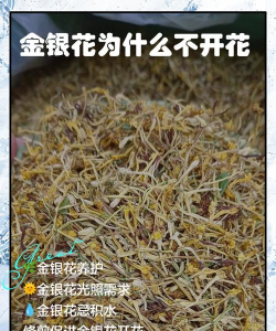 红金银花为什么不开花