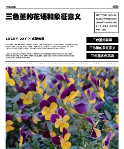 三色堇寓意是什么
