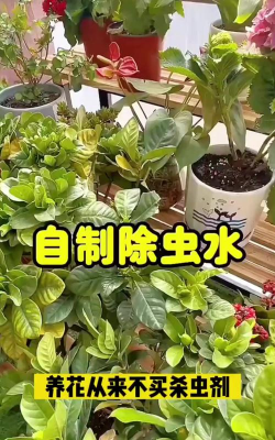 家庭养花用生根粉