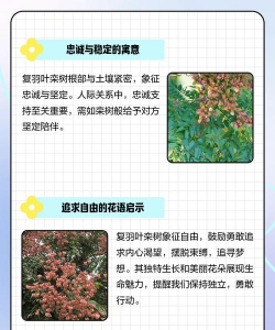 栾树的花有什么含义吗