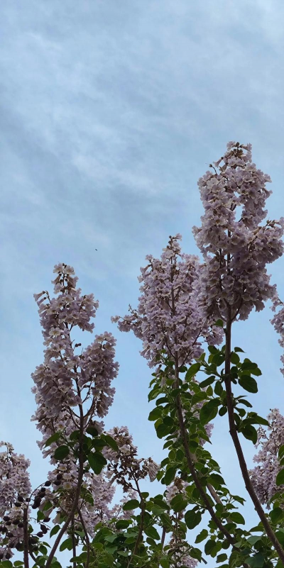 泡桐树花叫什么名字