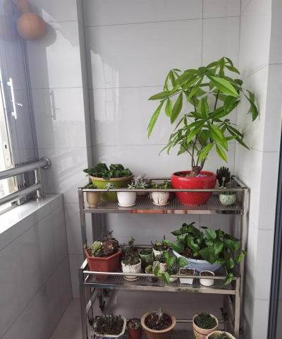 家庭养花用生根粉