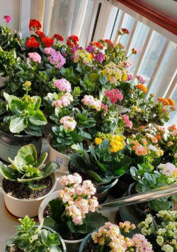 家庭养花用生根粉