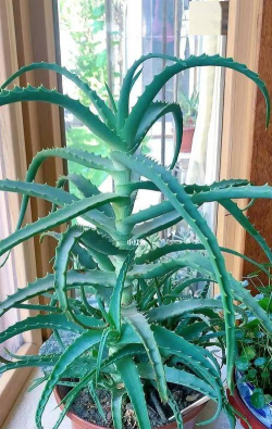 龙爪茎长什么样的