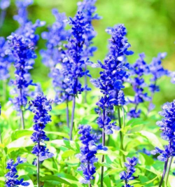 薰衣草恐慌是什么