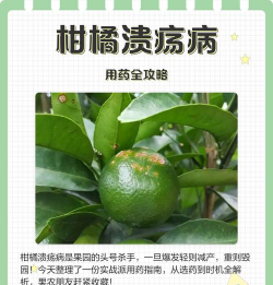 溃疡病柑橘树怎么处理柑橘溃疡病的防治措施