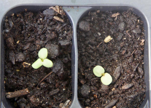 紫松果菊幼苗长什么样