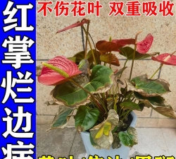 家庭养花用生根粉