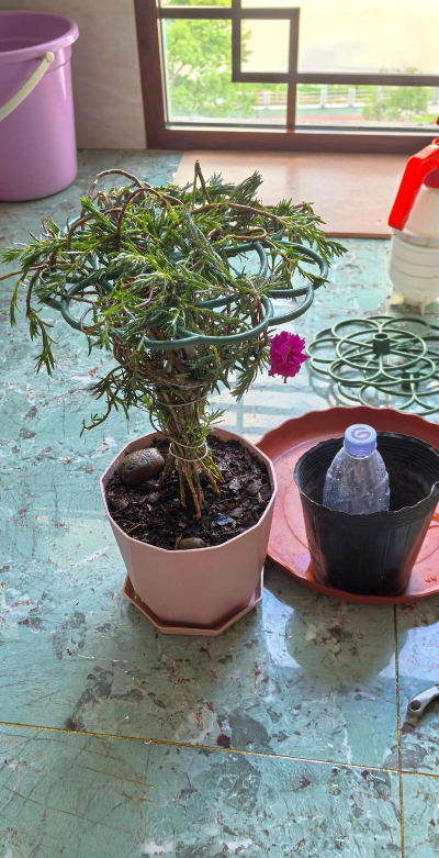 家庭养花用生根粉