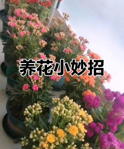 家庭养花用生根粉