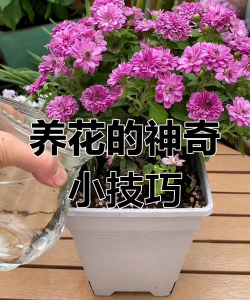 家庭养花用生根粉