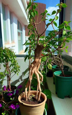 家庭养花用生根粉