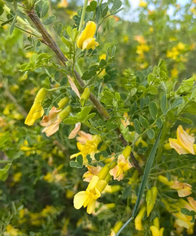 有什么花和锦鸡儿相似的