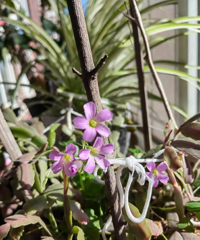 家庭养花用生根粉