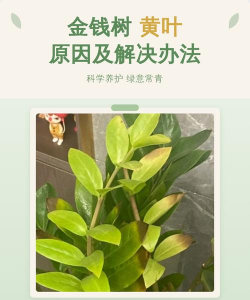 金钱树的叶子掉什么原因 金钱树的叶子掉什么原因