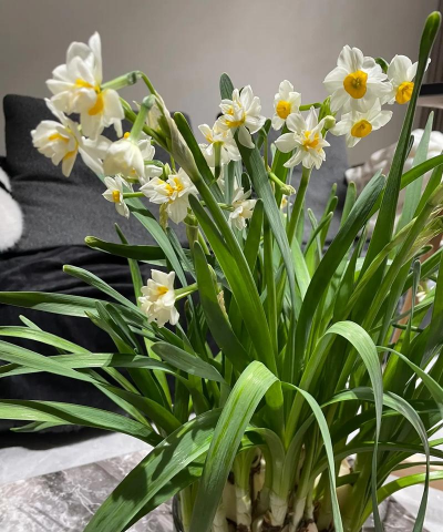 水养类似蒜的花叫什么