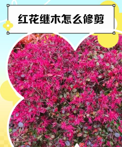 红继木什么时候修枝好