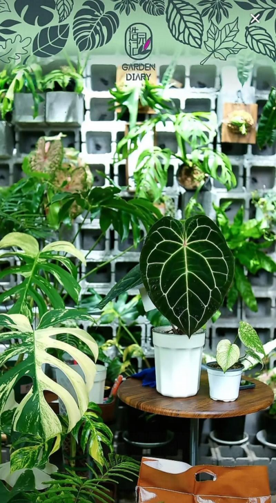 家庭养花用生根粉